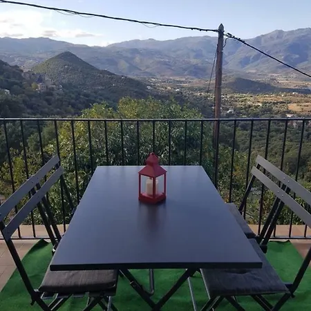 Olivacce *
